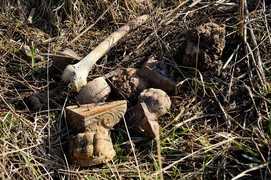 Przy ul. Warszawskiej znaleziono ludzkie szczątki