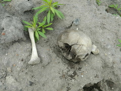 Hałdy piachu, śmieci i ludzkich szczątków przy ul. Radomskiej