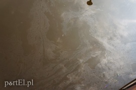 Plama oleju na rzece Elbląg