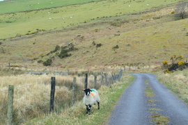 Kolorowe owce to efekt oznaczania zwierzęcia przez właściciela
