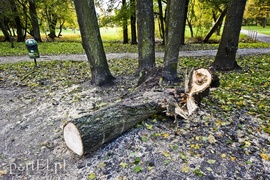Połamane drzewa w parku Kajki