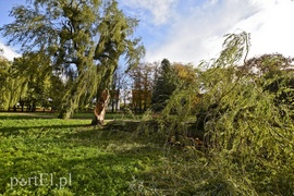 Połamane drzewa w parku Kajki