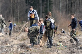 Niech się lasy pną do góry Niech się lasy pną do góry