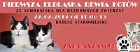 1. Elbląska Rewia Kotów ze Schroniska