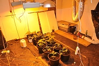 Plantacja marihuany w piwnicy