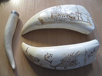 Chciała przemycić zęby dzikich zwierząt