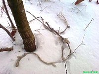 Pies zamarzł na mrozie - bezduszny właściciel w rękach policjantów