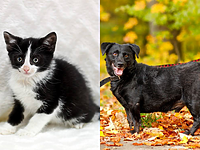 Galeria pod psem i kotem (Odc.218)