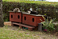 Komu przeszkadzają bezdomne koty?