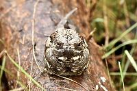 Co łączy motorynkę z dojeniem kóz? (Opowieści z lasu, odc. 341)