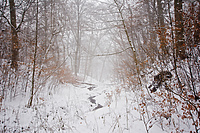 Co się stało ze świerkami? (Do lasu z portElem, odc. 6)