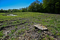 „Co to za wycinka?”