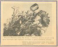 Czar zamechowskiego Dnia Kobiet