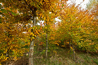 Czas na quiz. Jeszcze raz w lesie