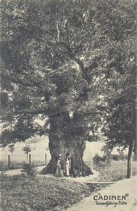 Historia okolic Elbląga: Kadyny  (odcinek 34)