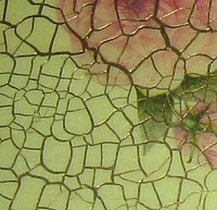 Darmowe warsztaty decoupage dla studentów