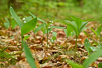 Dla dobra środowiska (Opowieści z lasu, odc. 273)