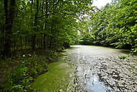 Dobro z bagien (Opowieści z lasu, odc. 307)