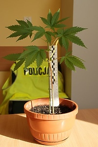 Domowa uprawa konopi