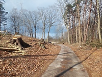 Czytelnik: szlak do plaży bez drzew