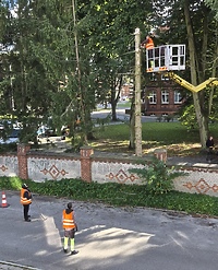 Drzewa przy ul. Prusa już nie zagrażają