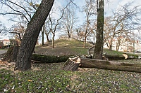 Drzewa znikają z parku. Dlaczego?