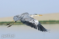 Dzień władców przestworzy (Opowieści z lasu, odc. 316)