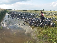 Ulewa nie oszczędziła terenów wiejskich (List czytelnika)