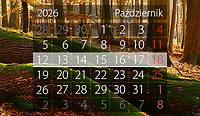W tym tygodniu portEl poleca: Noc Bibliotek, Dni Papieskie i Marsz Amazonek