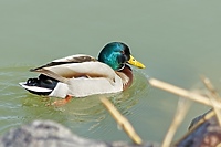 Ptasia grypa w Elblągu