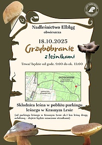 Grzybobranie z leśnikami