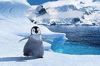 Happy feet