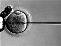 In vitro - zaproszenie do dyskusji