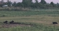 Jeden dziki pies odłowiony, wkrótce kolejne próby  (Wracamy do tematu)