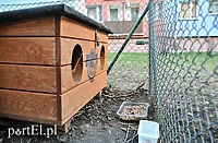 Akcja „Kot” w mieście