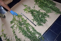 Konopie w mieszkaniu 46-latka