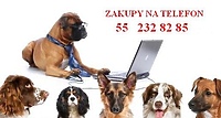 Kot i pies w podróży