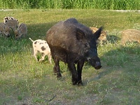 Konie i dziki staranowały dwa auta