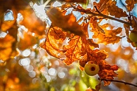 Leśne kulki skrywające tajemnicę (Opowieści z lasu, odc. 297)