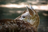 Leśni młodzi i piękni (Opowieści z lasu, odc. 324)