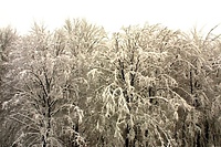 Listopadowa zima