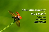 Mali mieszkańcy łąk i lasów w obiektywie Jarosława Mordala