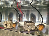 Małże pilnują elbląskiej wody