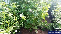 Marihuana za milion koło Markus