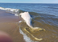 Martwy wieloryb na plaży. Pobrano próbki DNA do badań