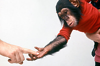 W Światowidzie „Projekt Nim”