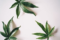 Medyczna marihuana, POZ i teleporada. Jak wyglądają aktualne przepisy?
