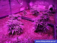 Miał w samochodzie narkotyki, a w domu uprawę konopi