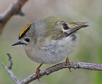 Przyroda w obiektywie Marcina Gałęziewskiego