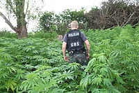 „Plantatorzy” staną przed sądem